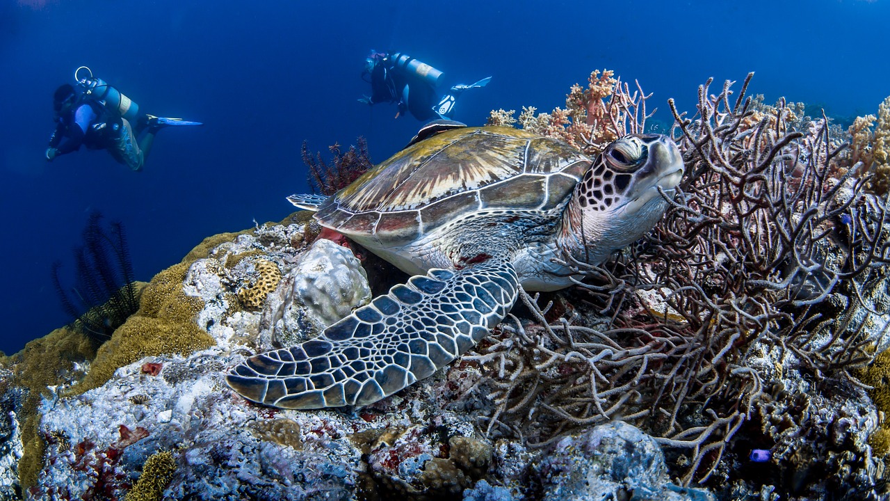 Plongée en mer rouge